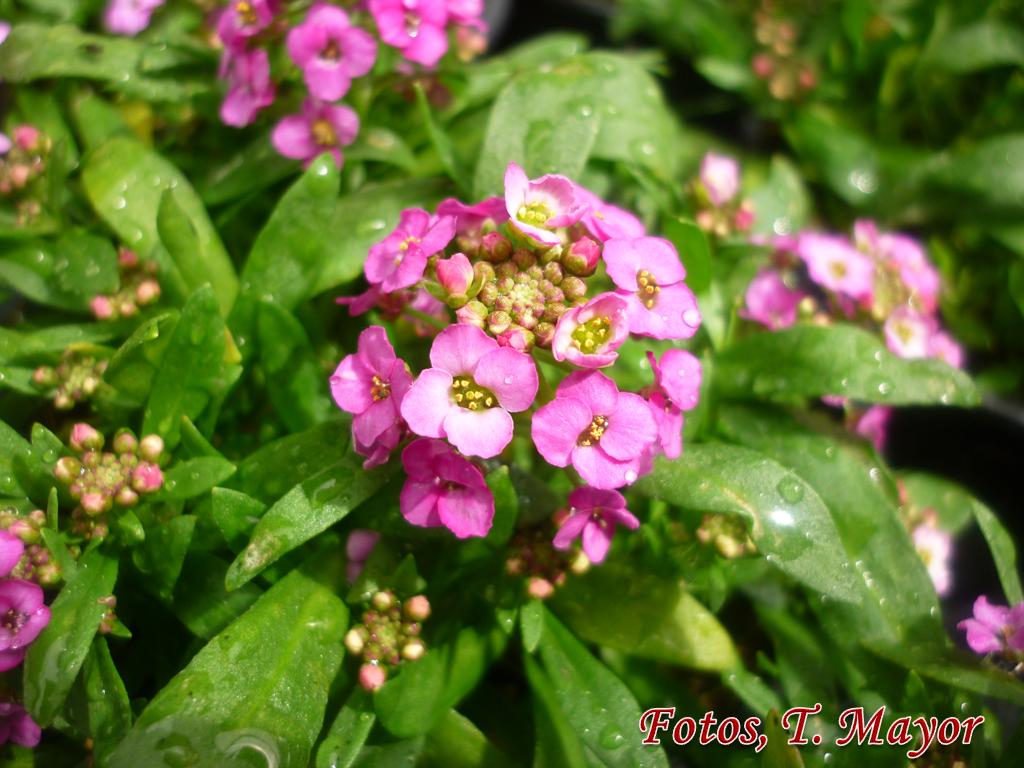 Flores y plantas silvestres 