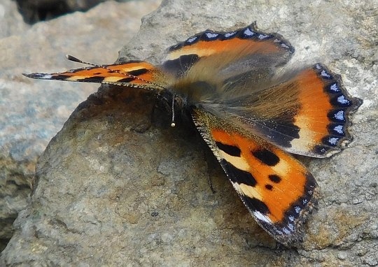 Rusałka pokrzywnik (Aglais urticae).