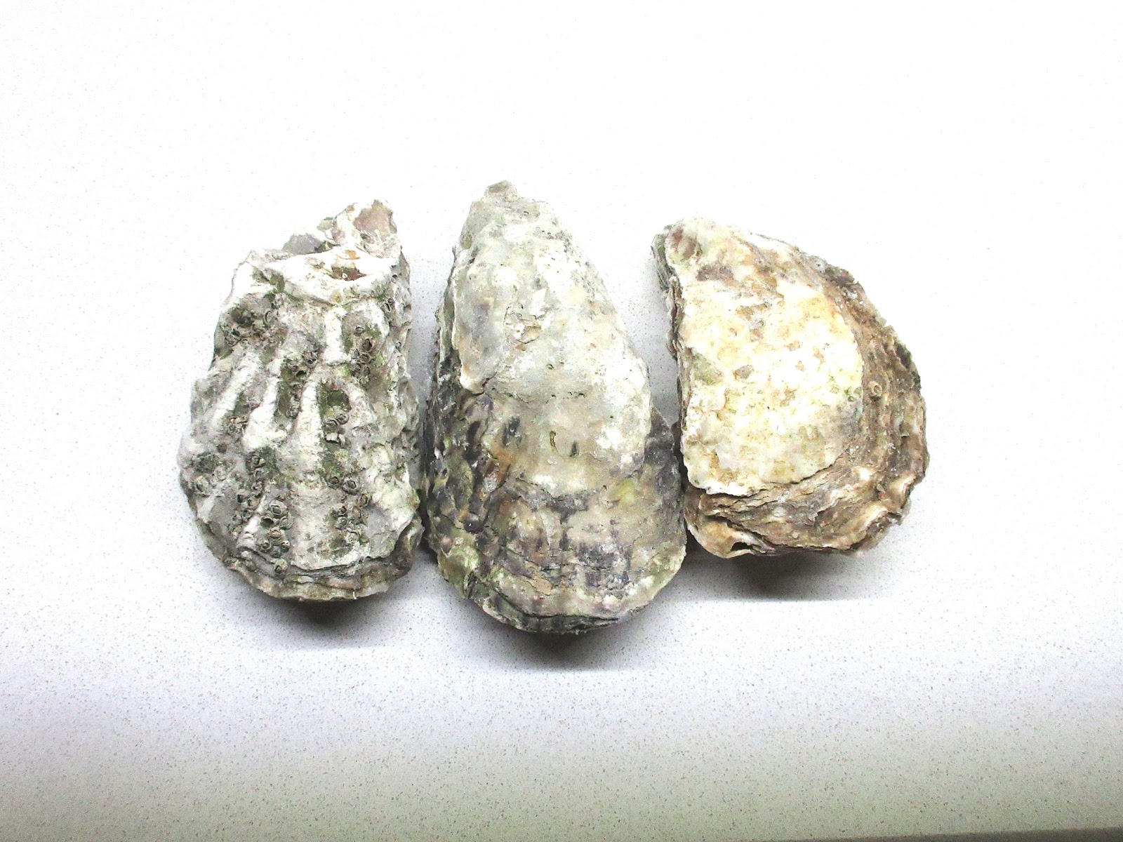 Mz. Eleanor's Kitchen Oyster Kilpatrick Valentines day special