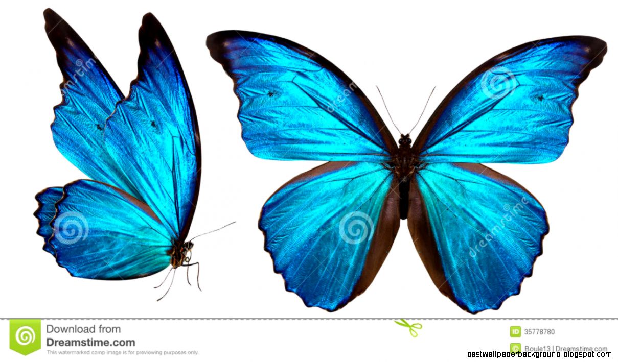 Beautiful Butterfly Isolated On White Stock Photo   Image 35778780