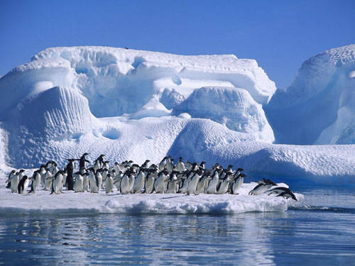 penguins-waiting-winter-wallpaper.jpg