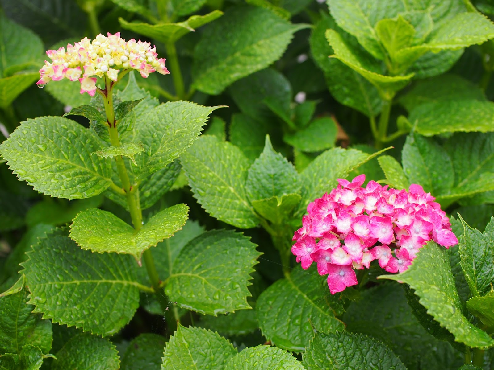 ねこの木の芽 吐くこと