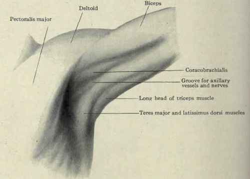 Muscles In Armpit Area Shoulder Blade Exercises
