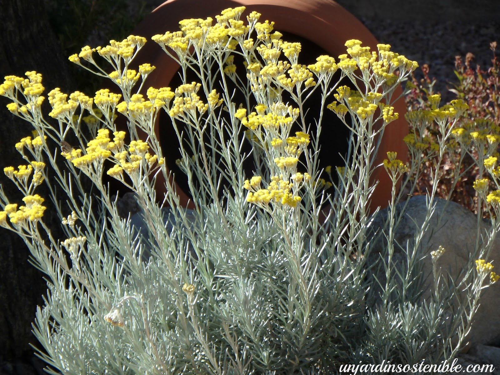 Flores Semillas de Siempreviva o Perpetua 100 Semillas de Helichrysum  Stoechas 