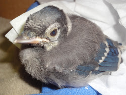 owl goalie fuzzy merlins horned jay patient rail virginia updates