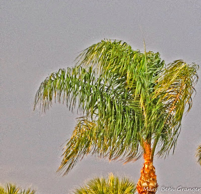 palm tree photo by mbgphoto