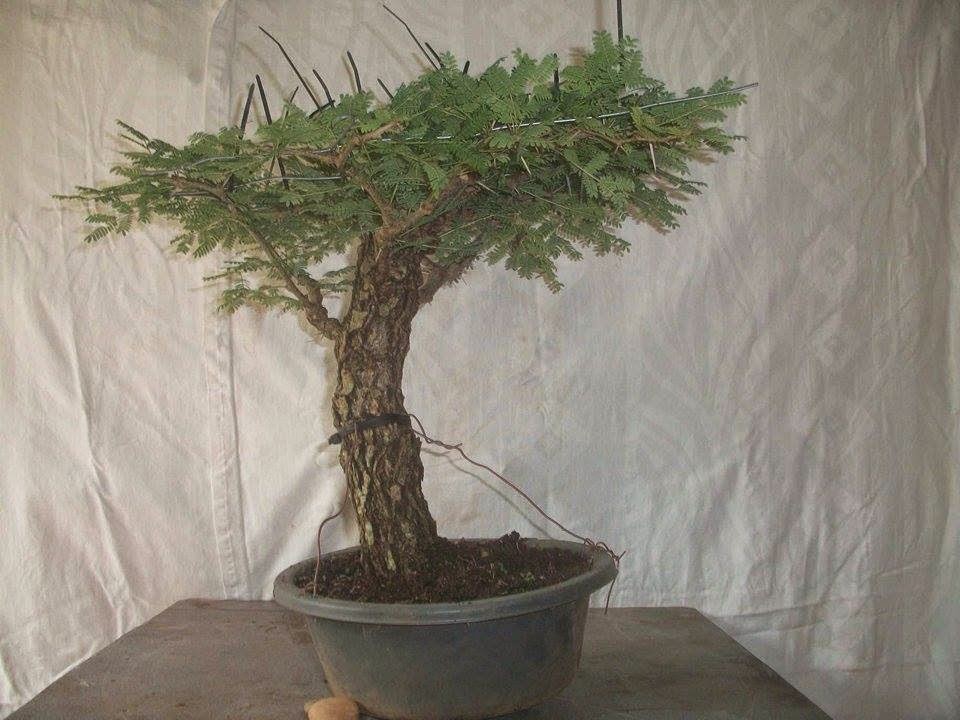 LENNARD'S BONSAI BEGINNINGS. This is Africa progressive bonsai