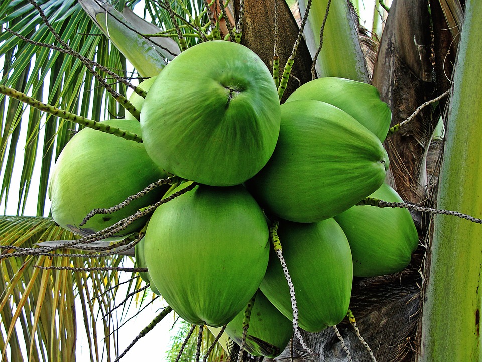 Reports Coconut Trees May Go Extinct In Nigeria In The Next 50 Years