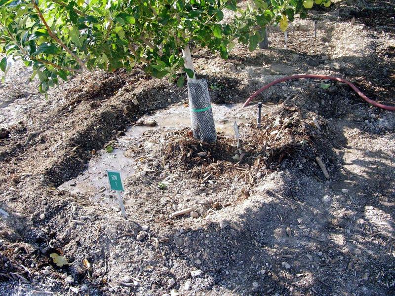 Xtremehorticulture of the Desert How Often to Water Fruit Trees in the
