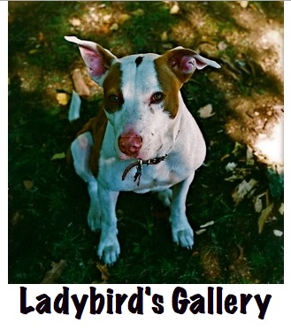 Ladybird's Gallery