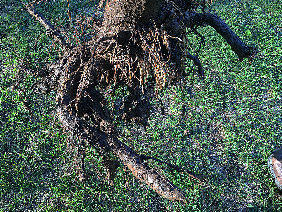 Trees Wrapped In Burlap – Tips On Planting A Balled And Burlapped Tree
