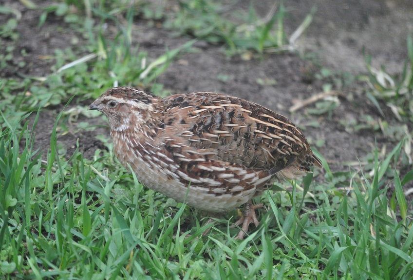 ZOOTOGRAFIANDO (6.100 ANIMALS): CODORNIZ JAPONESA / JAPANESE QUAIL ...