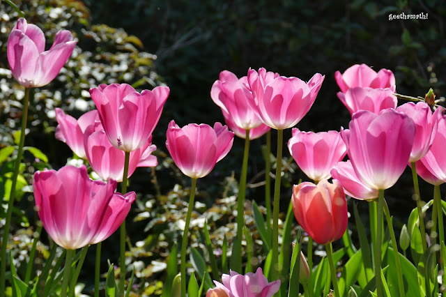 pink%2Btulips.JPG