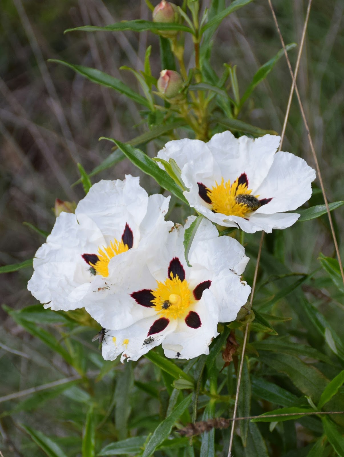 De mis flores y las vuestras CISTUS LADANIFER (Jara pringosa, Jara negra o de las cinco llagas) De mis flores y las vuestras CISTUS LADANIFER (Jara pringosa, Jara negra o de las cinco llagas)