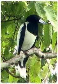 Burung Jagal Peniru Ulung Dari Papua Pakan Burung Joss