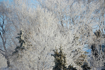 Frosty Fantasy Photo by Trisha Field