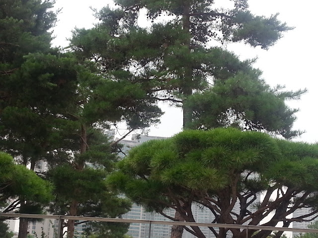 Trees and shrubs at the National museum of Korea