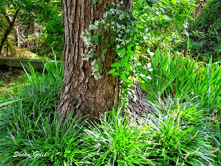 liriope  around maple tree with sweet autumn clematis growing up tree