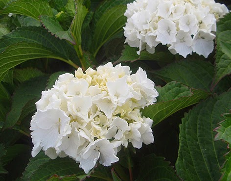 Hortensias blancas