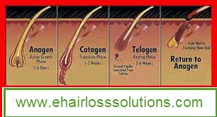 Hair Growth Cycle: Hair Structure: Hair is composed of strong structural protein called keratin