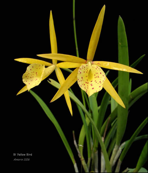 Orchid ID: Brassocattleya Yellow Bird