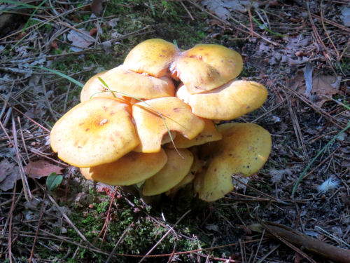  golden mushrooms