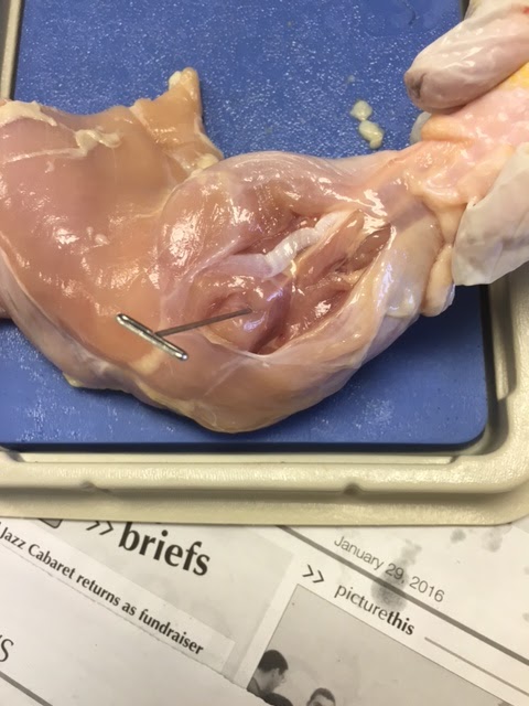 Anatomy and Physiology: Chicken Muscle Dissection Analysis
