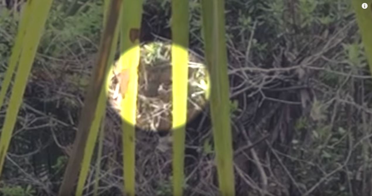 Bigfooter Claims Florida Skunk Apes Are Being Decimated By Government