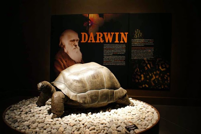 Darwin una exposición apta para todas las especies en San Ildefonso
