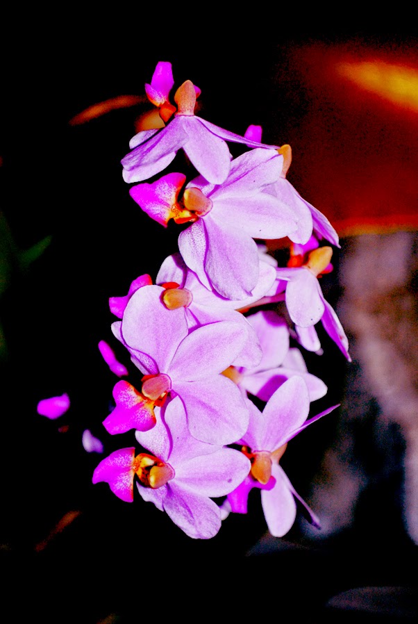 Contoh Contoh Pidato Bahasa Bali