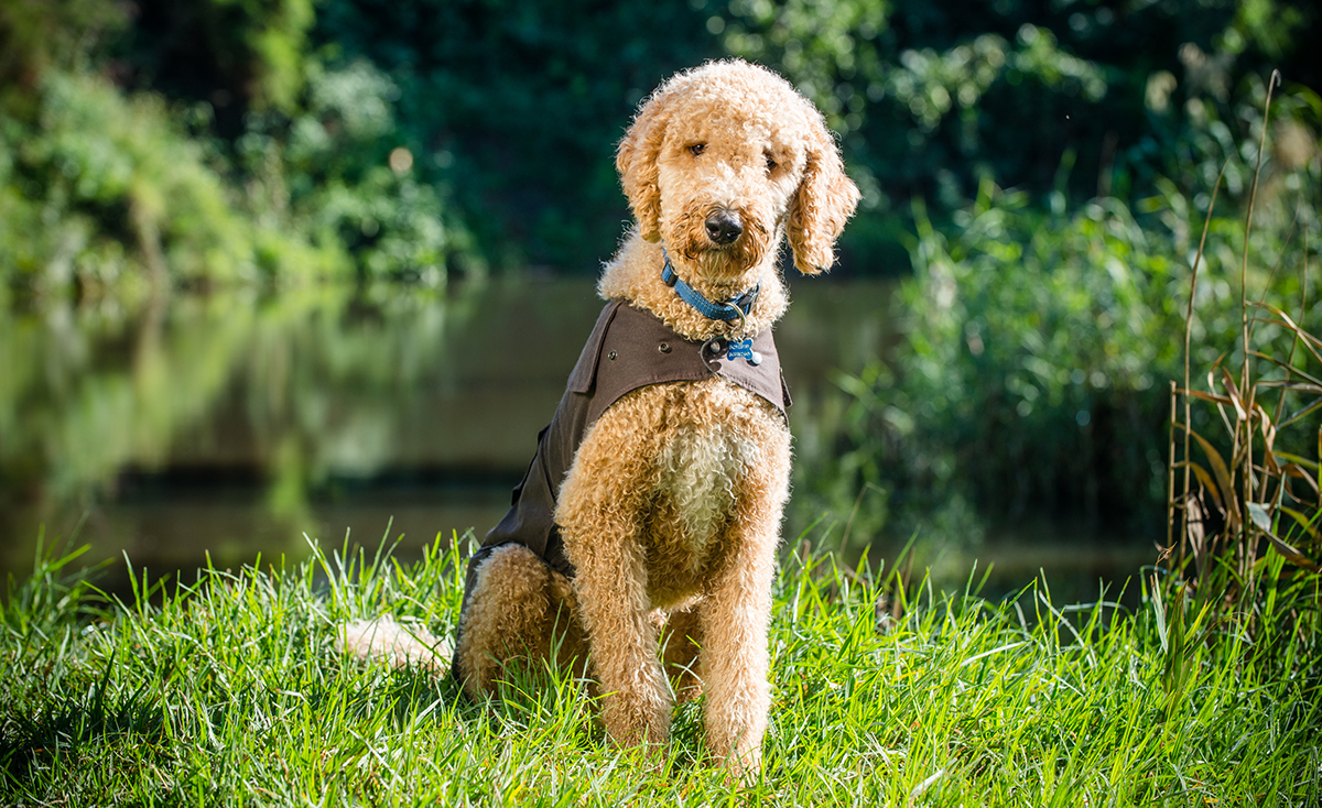 25 DogFriendly Campsites in Australia Australian Dog Lover