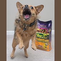 Zignature Dry Dog Food Review