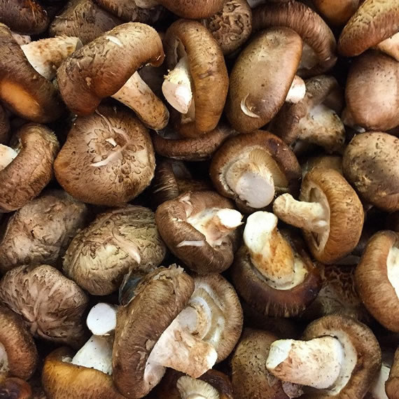 Fresh shiitake mushroom