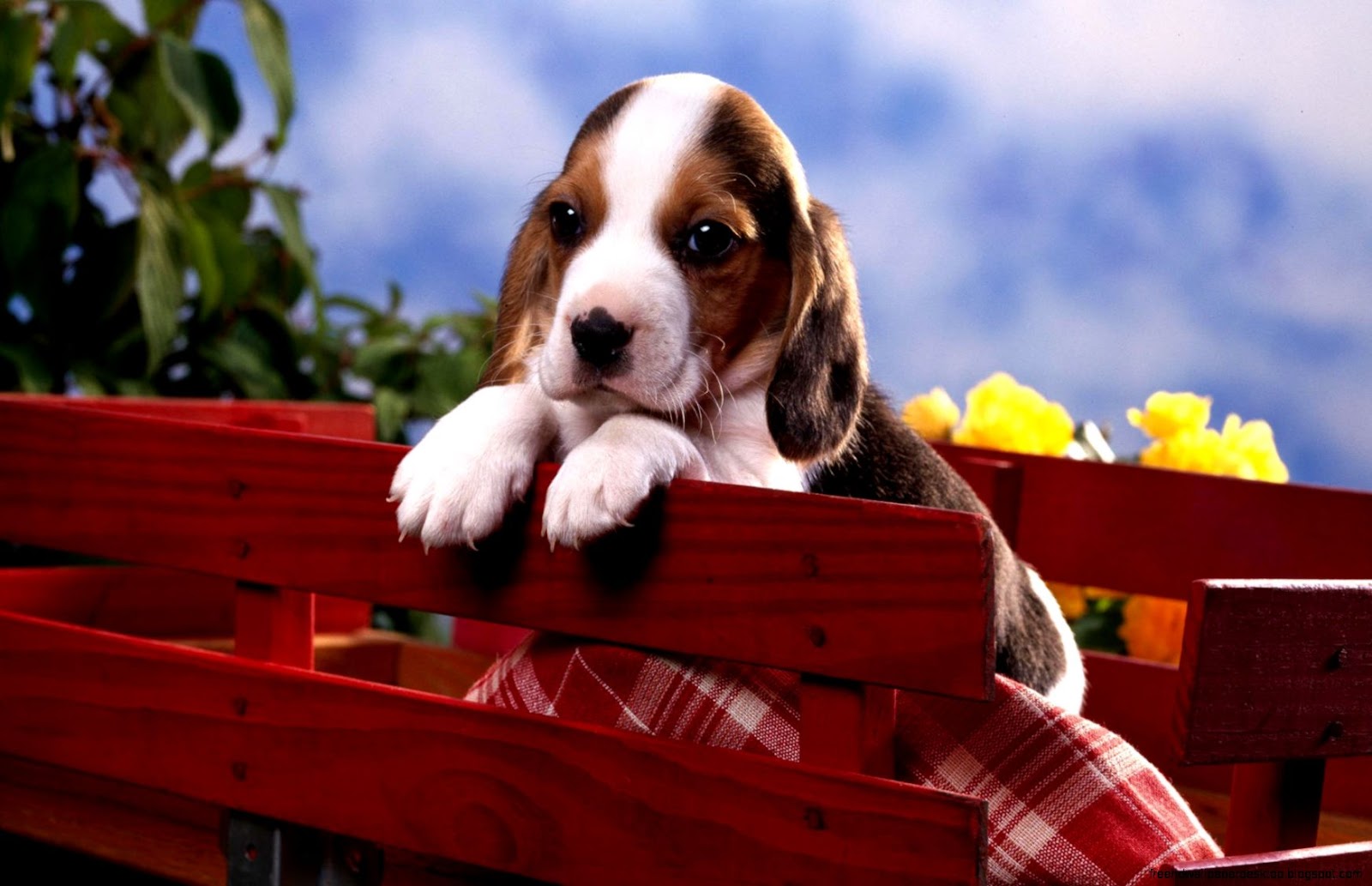 Beagle Puppy