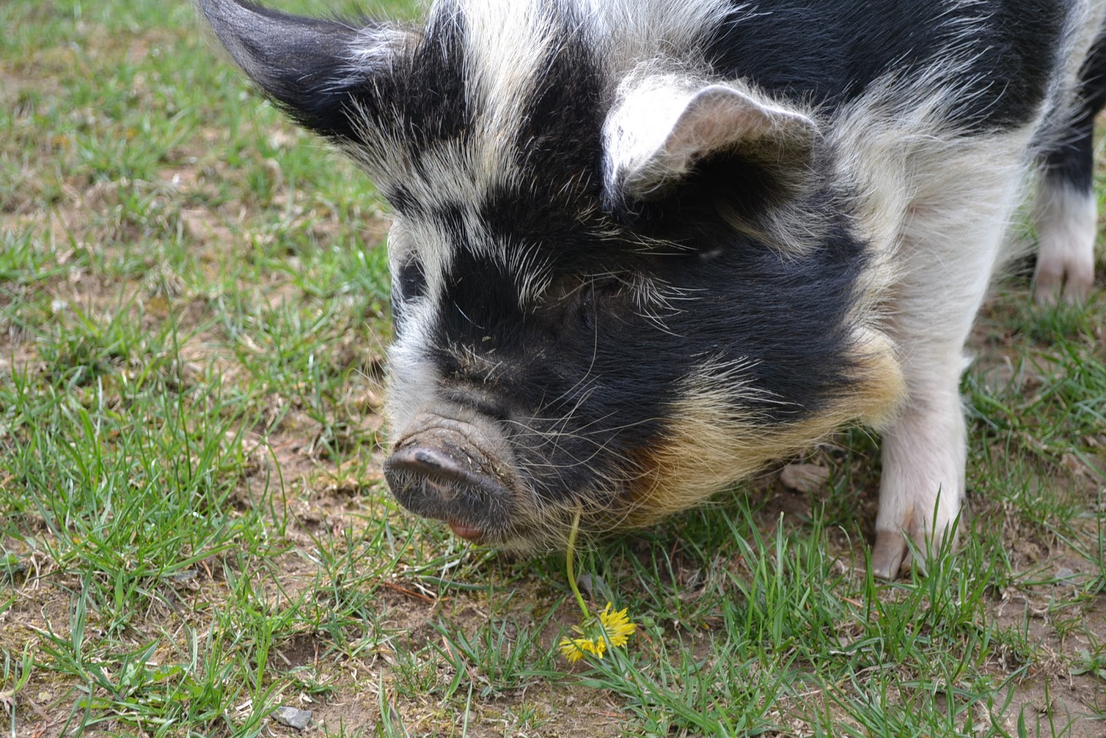 Of Mushrooms and Pigs