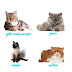 ¿Cuantas razas de gatos hay?