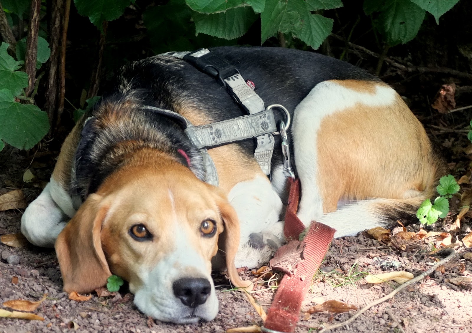 Ein Beagle auf Wanderschaft: Über die Gutach nach Lenzkirch