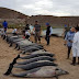 Varan 54 delfines en la Bahía de la Paz; salvan a 33