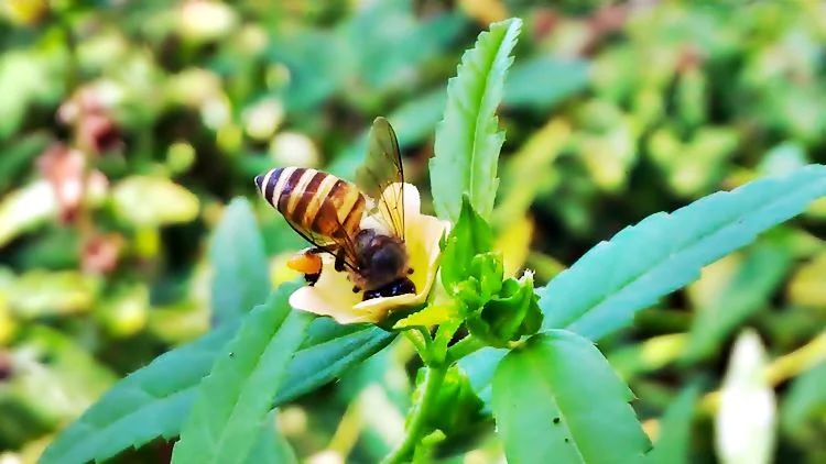 serangga madu