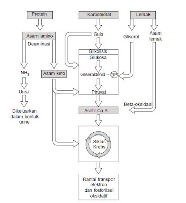 Metabolisme karbohidrat, lemak, dan protein