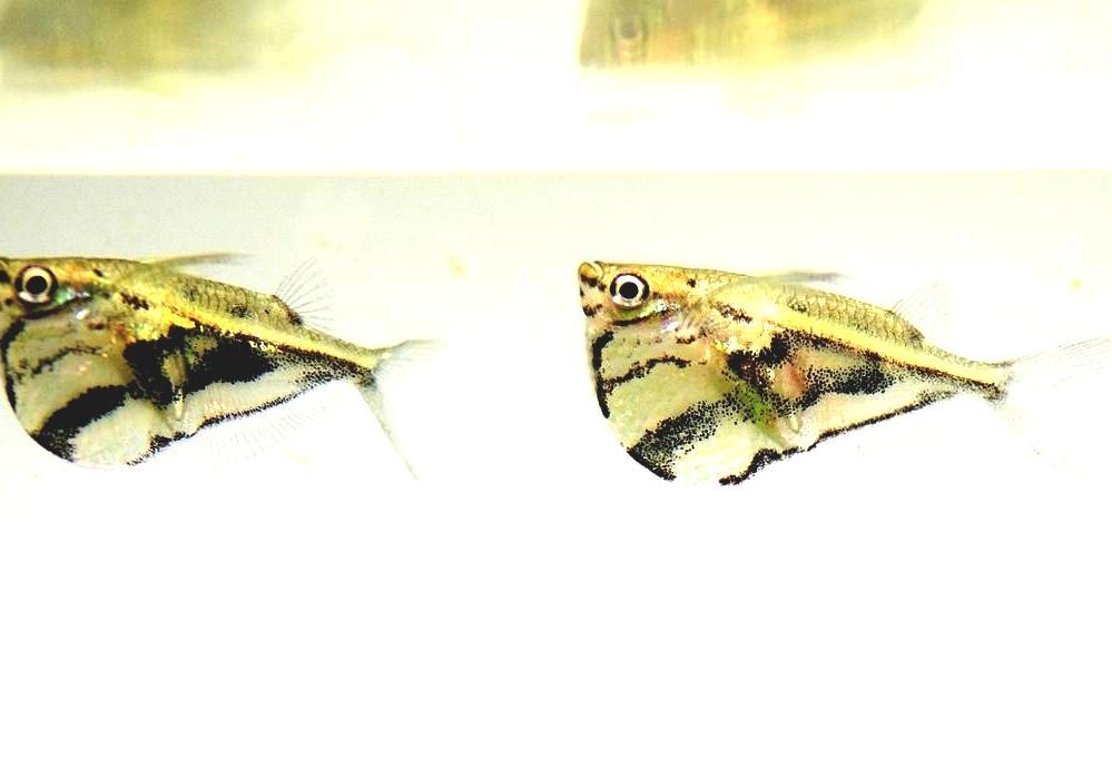 Marbled Hatchetfish - What Do Hatchet Fish Eat