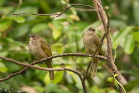 Mengenal Sekilas Burung Merbah Belukar Dari Dekat Di Habitat Alam