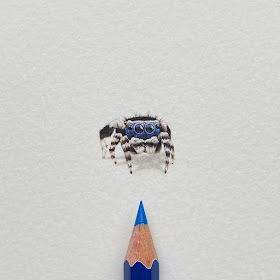09-Blue-faced-Peacock-Spider-Lorraine-Loots-Tiny-Art-www-designstack-co