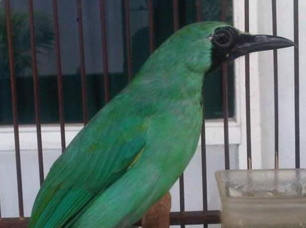 Artikel Burung 5 Ciri Ciri Burung Cucak Ijo Banyuwangi Mencolok