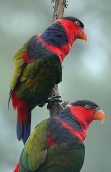 Tips Memilih Bakalan Burung Nuri Den Family