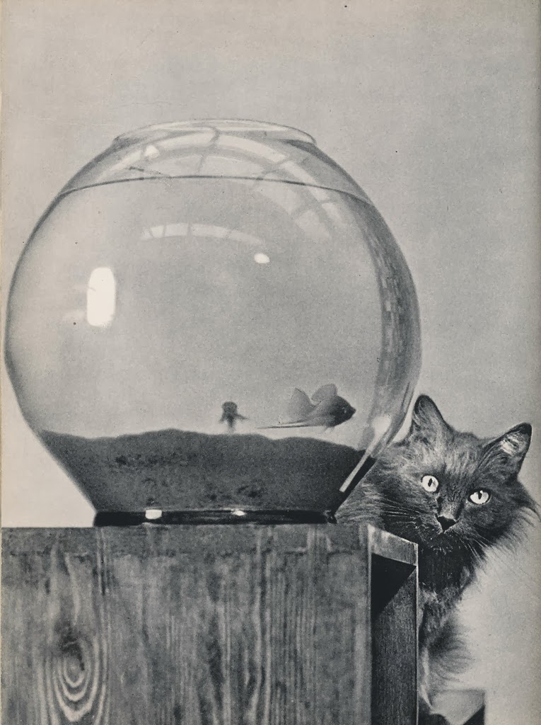Vintage Photos of Cats From the 1950s Vintage Everyday