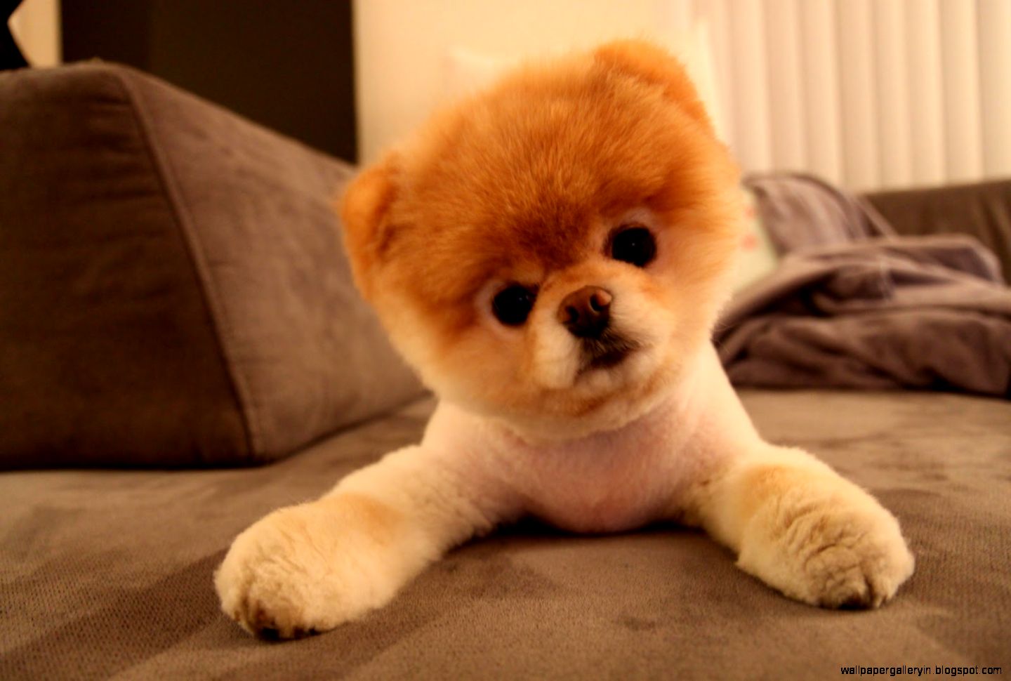 Boo Cute Dog