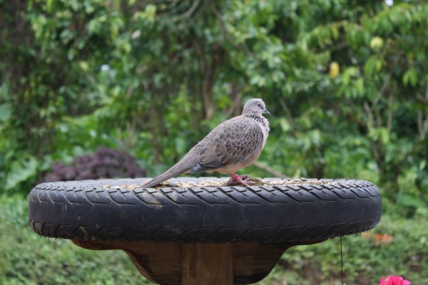 Cara Membedakan Jenis Kelamin Burung Tekukur Hewan Ternak