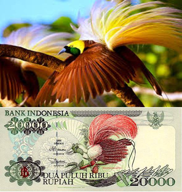 Burung Cendrawasih Burung Cendrawasih