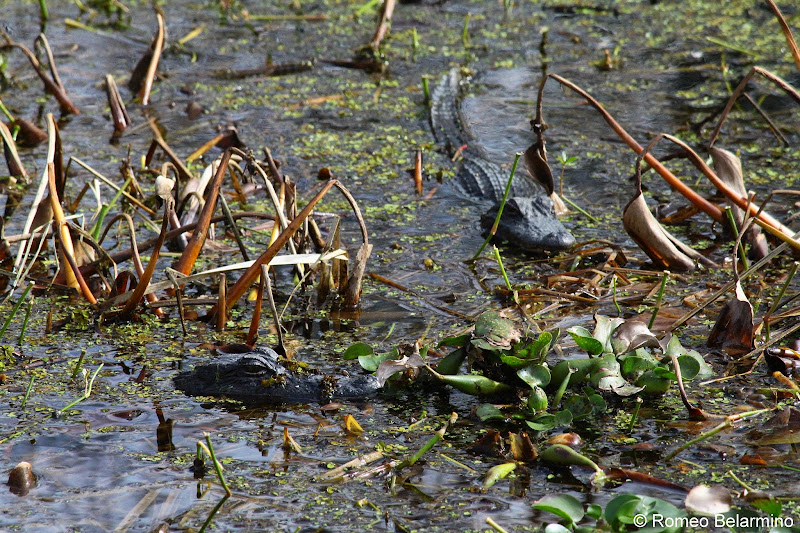 Louisiana Swamp Alligators New Orleans Swamp Tour
